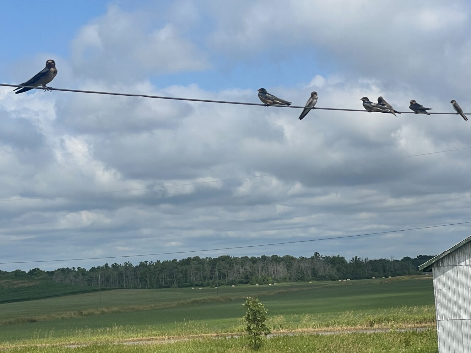 birds on a wire - Garlic, Garlic Everywhere!