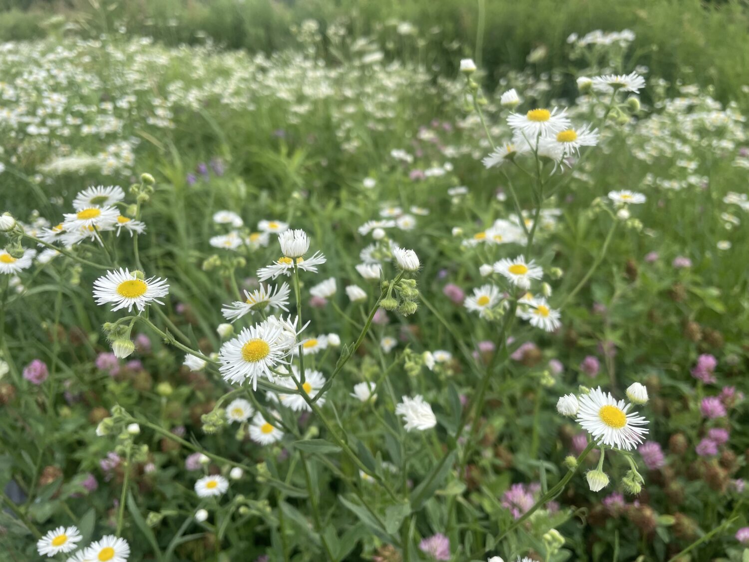 calerndula maybe - Drought or Downpour