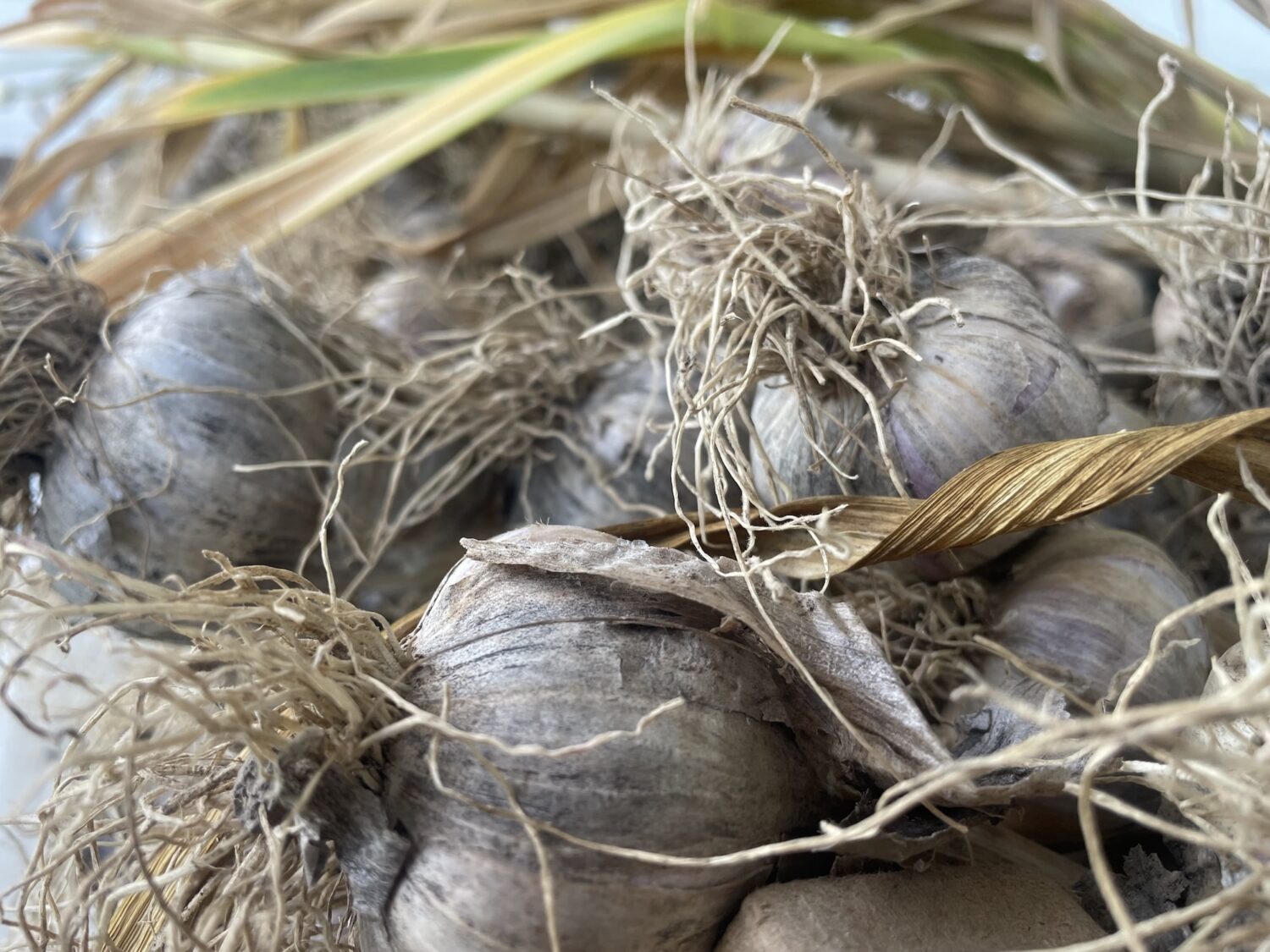garlic - Garlic, Garlic Everywhere!