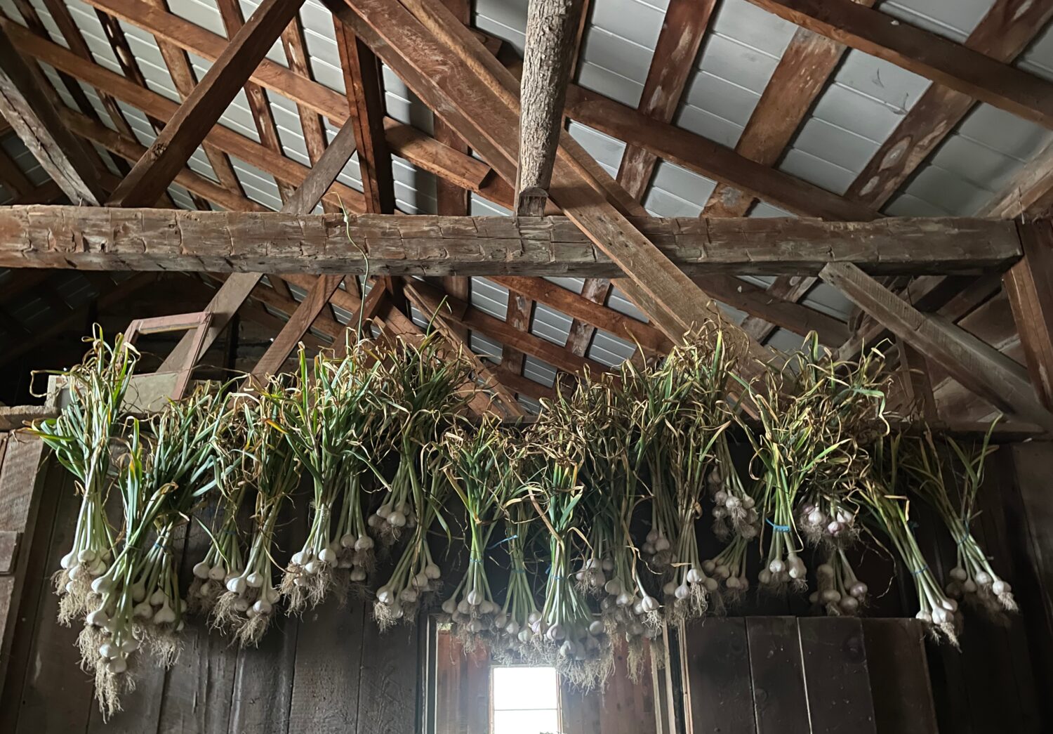 garlic from the rafters - Garlic, Garlic Everywhere!