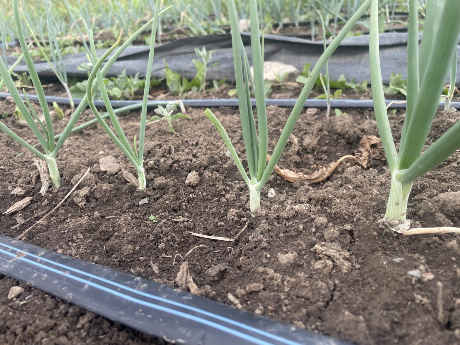 irrigated onions - Drought or Downpour