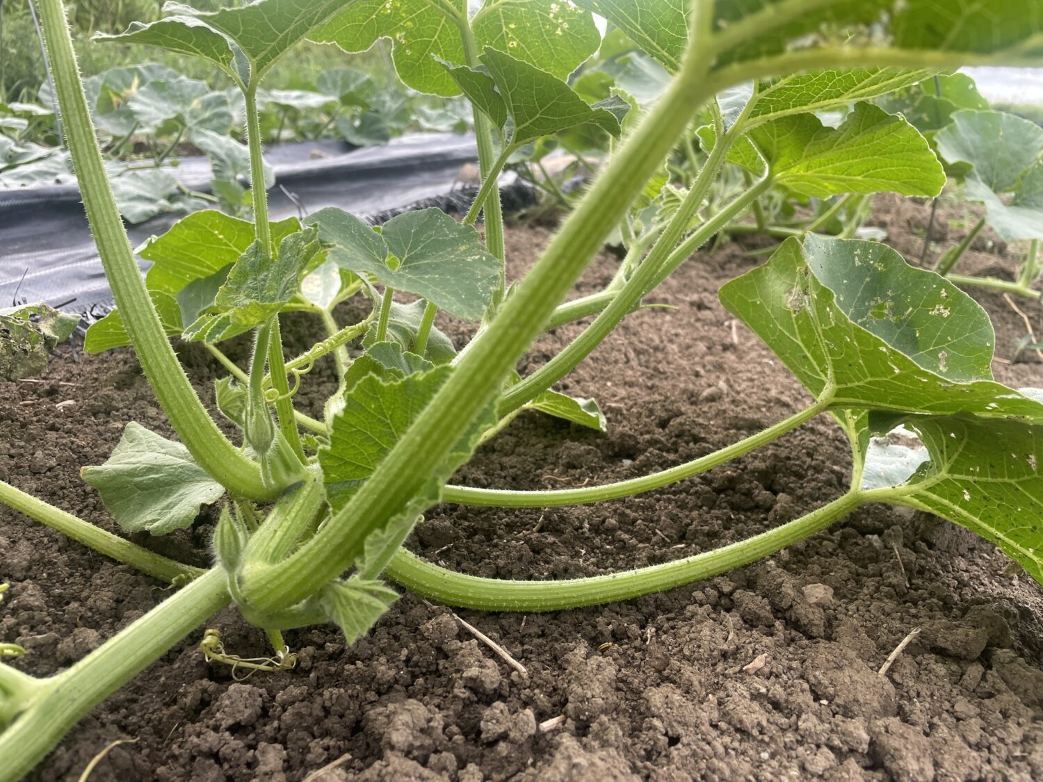 irrigated zuke - Drought or Downpour
