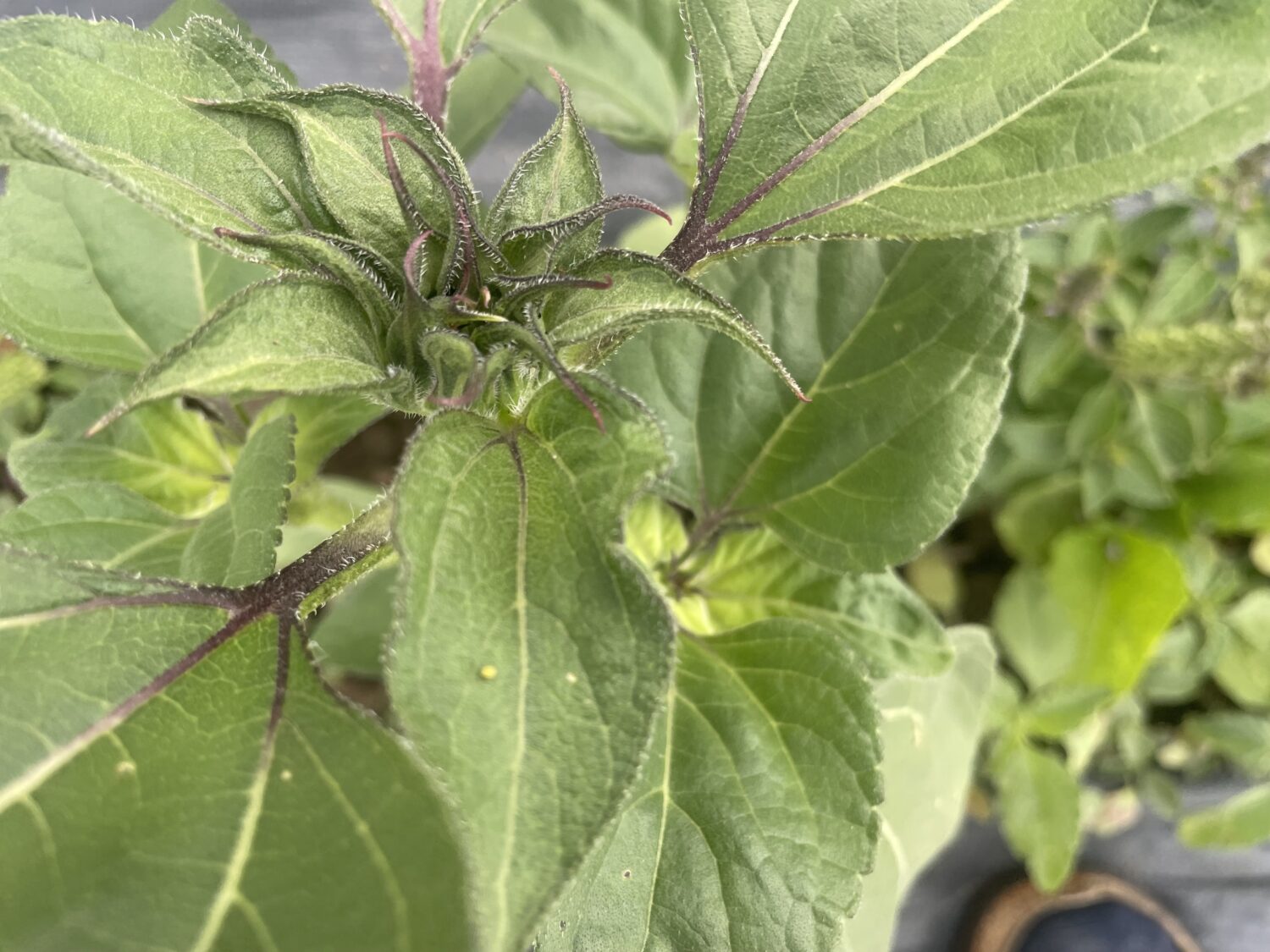 maybe amaranth or shai hulud - Drought or Downpour