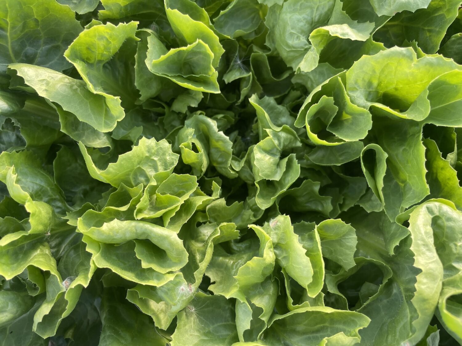 maybe lettuce or cabbage or something - Garlic, Garlic Everywhere!