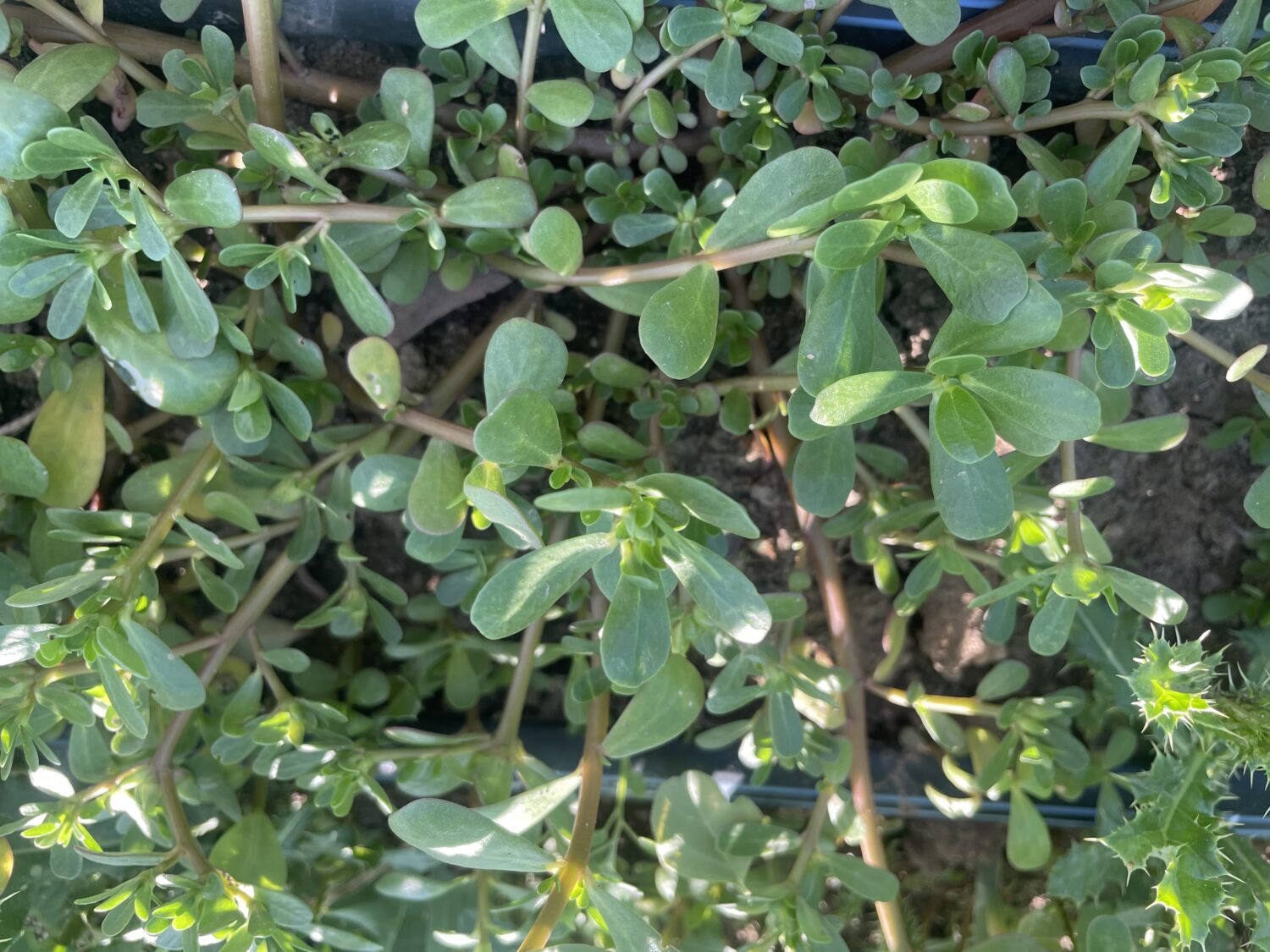 purslane - Jump in the Puddles and Eat Your Weeds