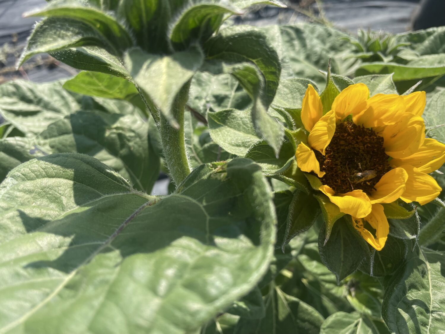 sunflowerrr - Jump in the Puddles and Eat Your Weeds