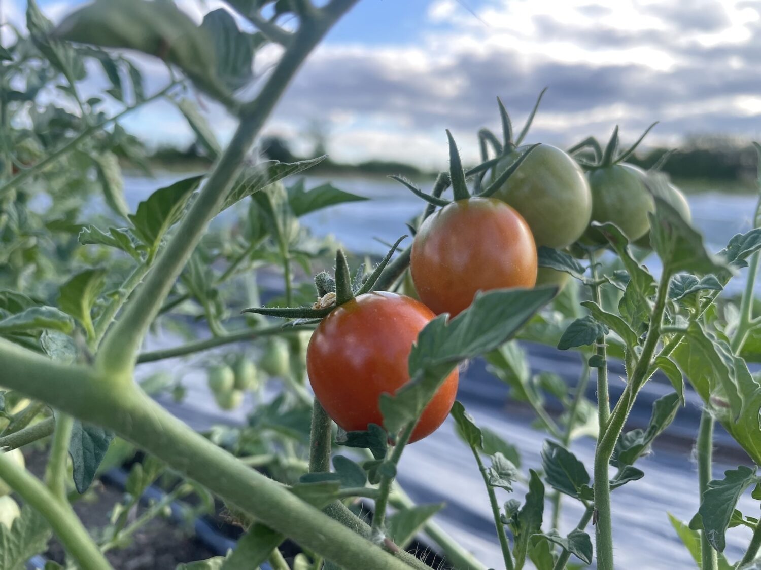 tomatoes on the vine - Garlic, Garlic Everywhere!