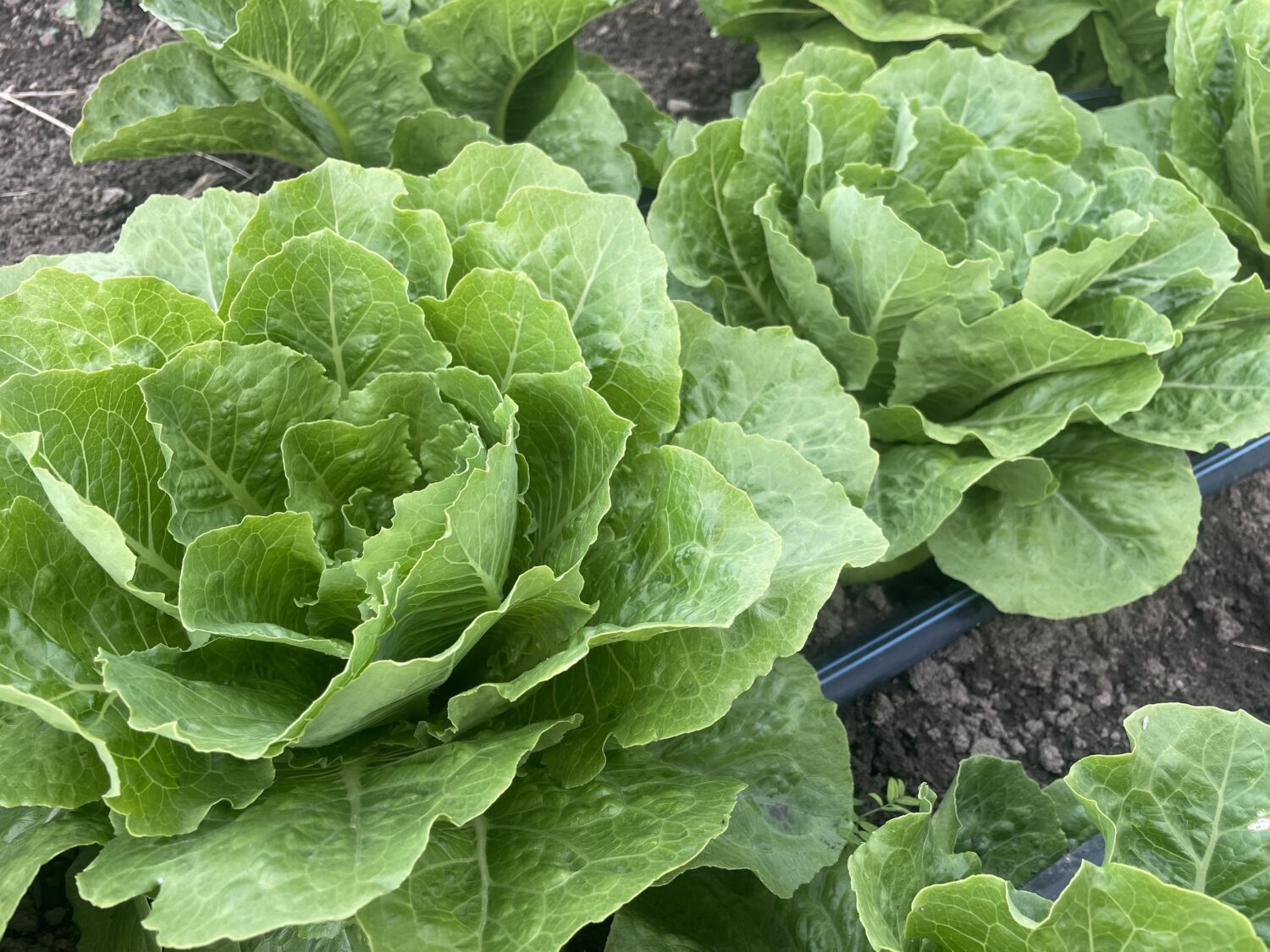 very greeen irrigated cabbage - Drought or Downpour