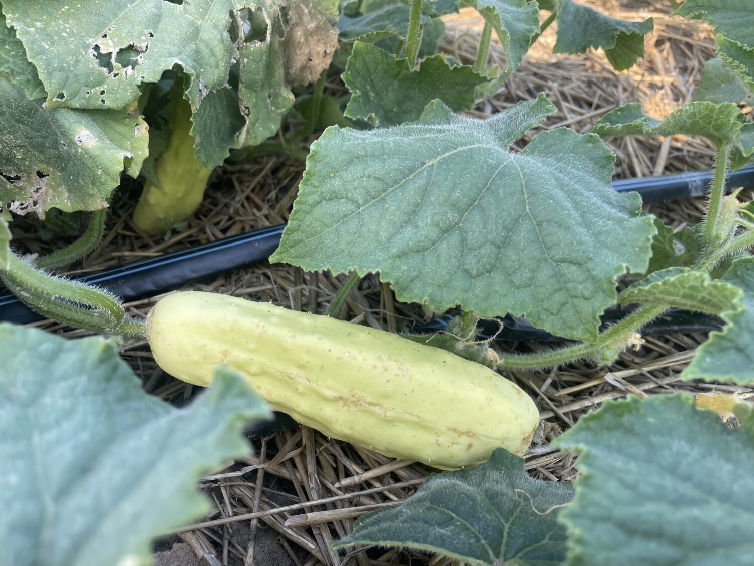 white cuke - Jump in the Puddles and Eat Your Weeds