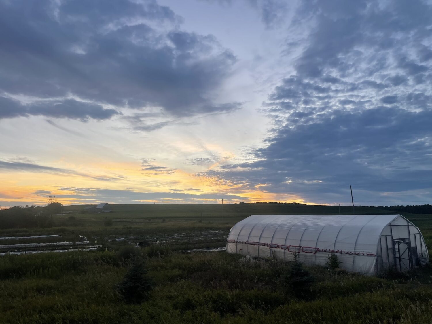Greenhouse Sunset - Sweet Relief and Sweeter Tomatoes