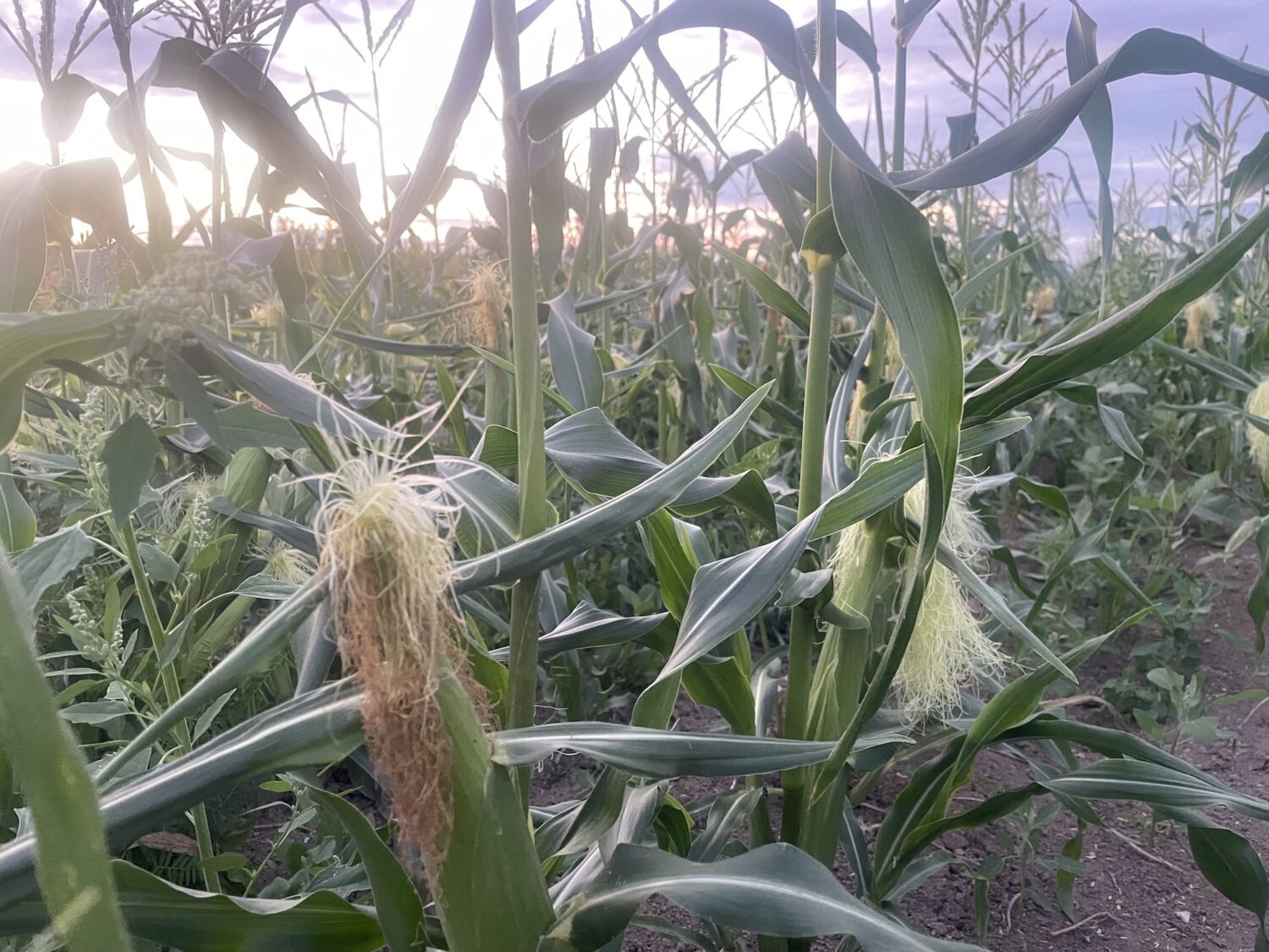 Incipient Corn - Goodbye Niamh, Hello Fall Weather