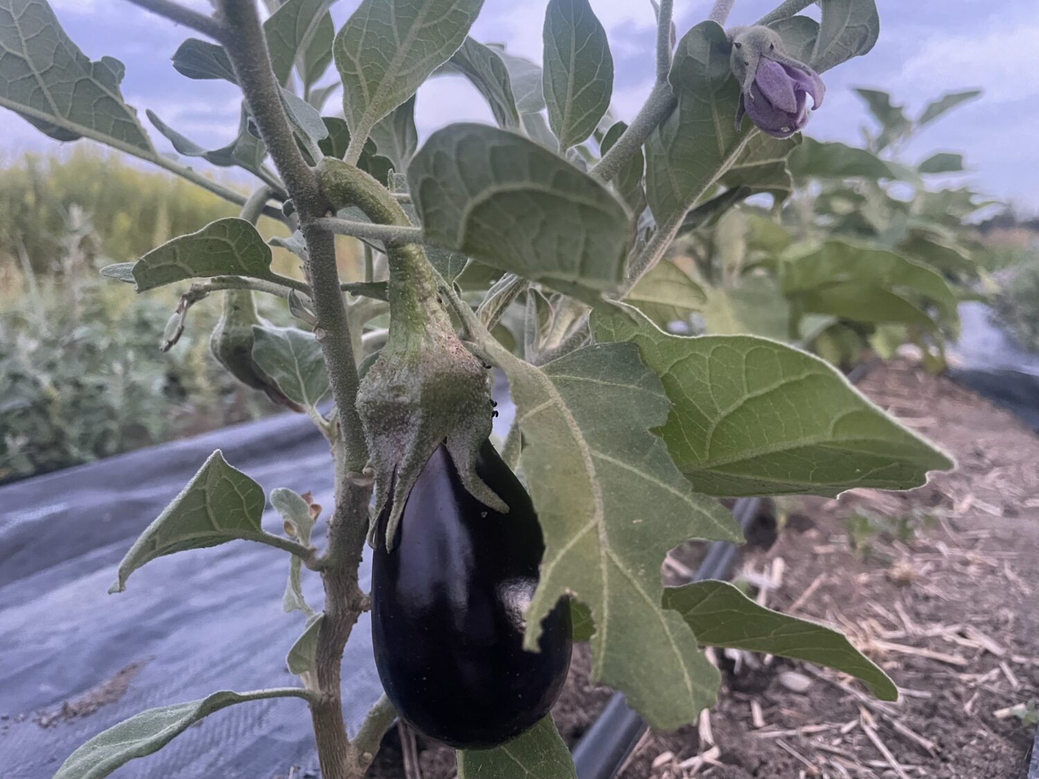 Incipient Eggplant - Sweet Relief and Sweeter Tomatoes