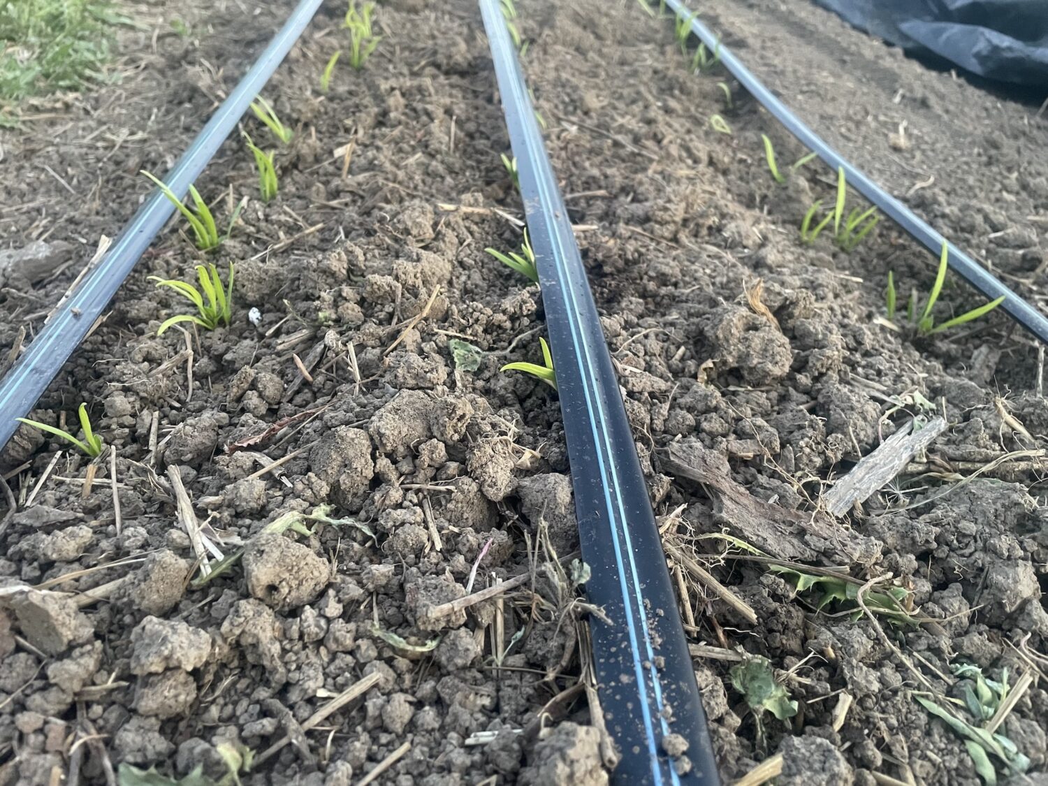 Irrigation - Goodbye Niamh, Hello Fall Weather