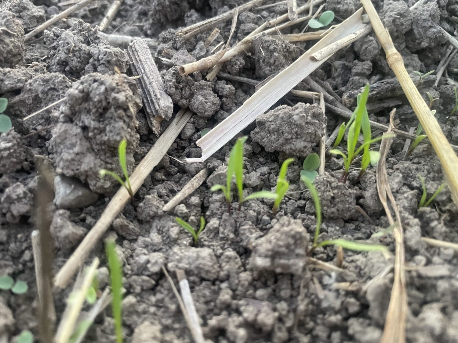 Sprouts in the desert - Goodbye Niamh, Hello Fall Weather