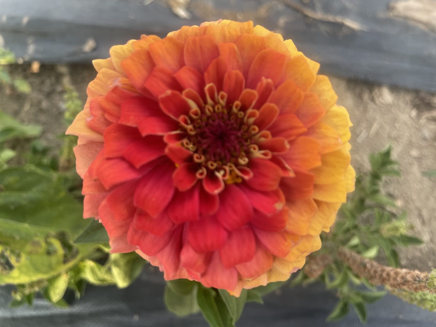 flowewr - The Farmer's in the Well