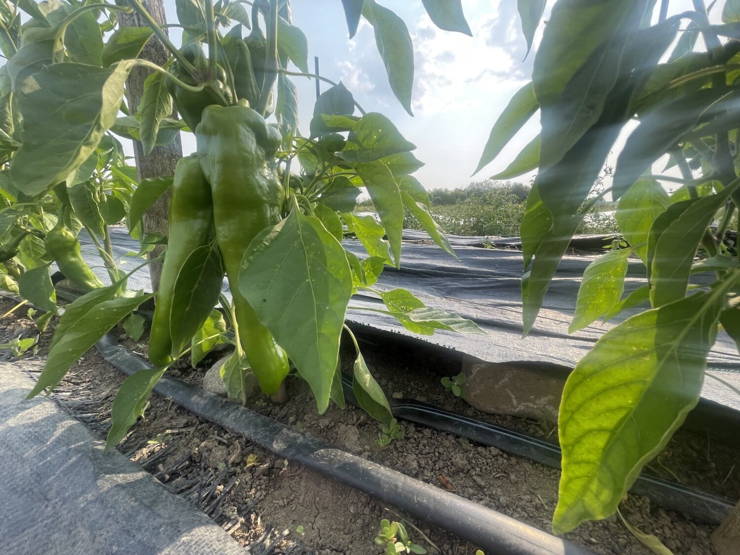 green peppers - The Farmer's in the Well