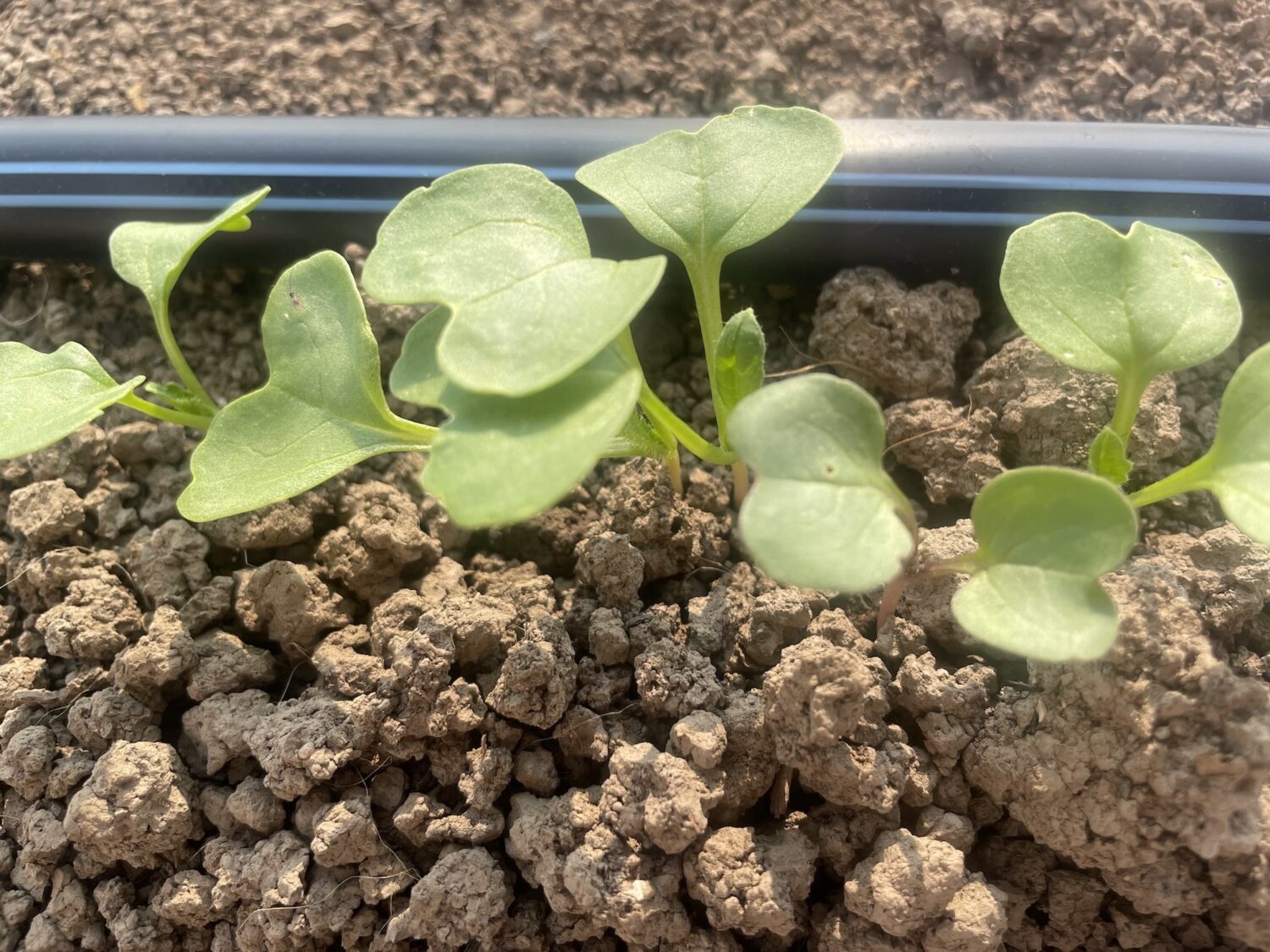 positive effects of irrigation - The Farmer's in the Well
