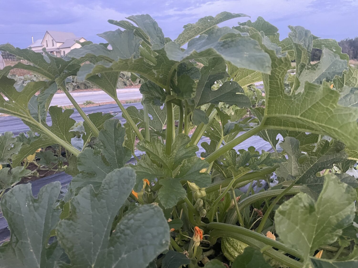 squash something - Sweet Relief and Sweeter Tomatoes