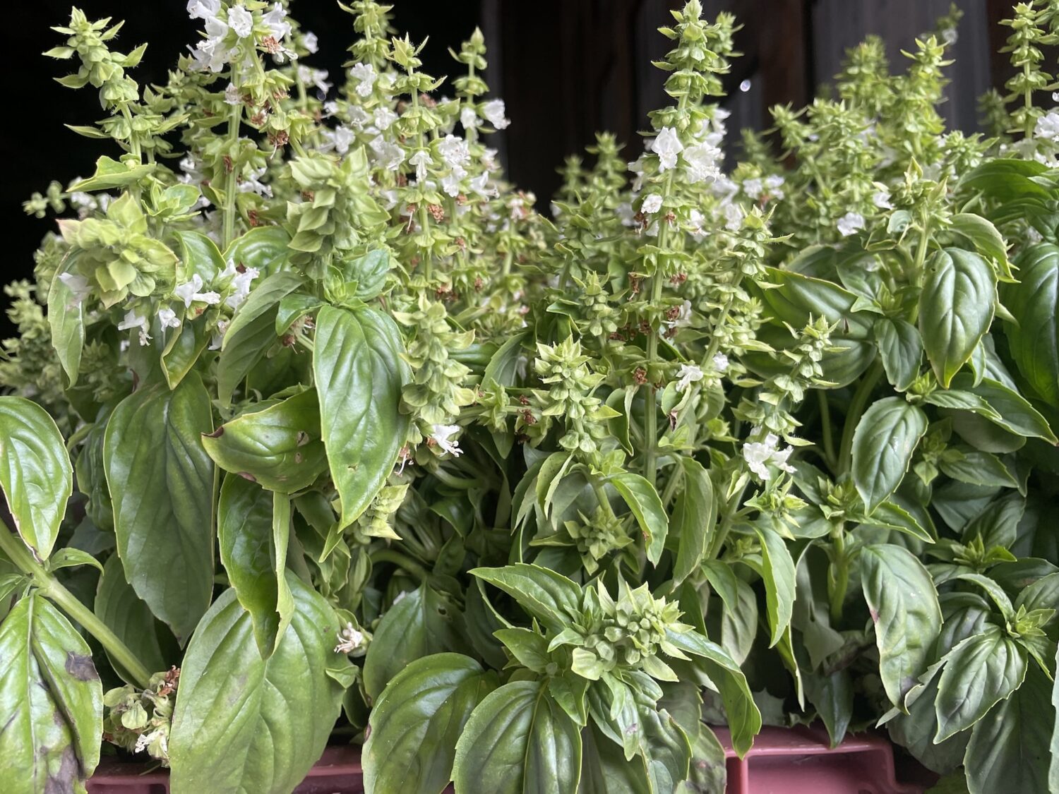 basil - First Frost