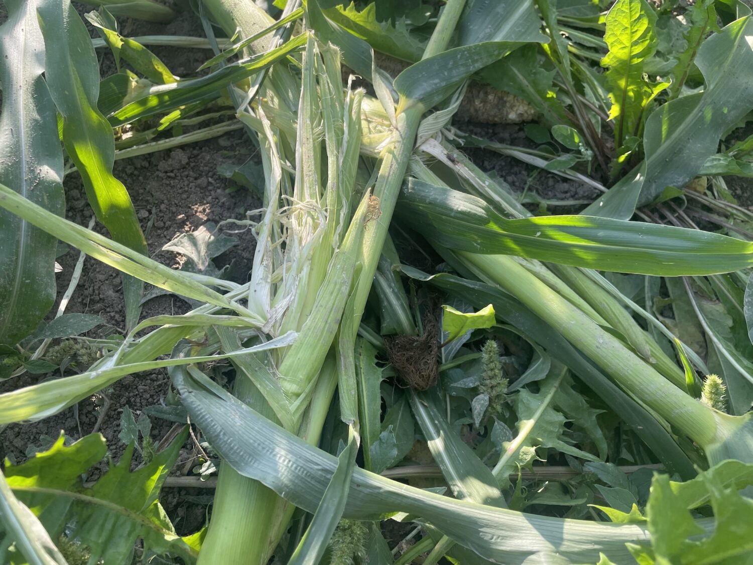 evidence - Can the CBC Keep the Corn Thieves Away?