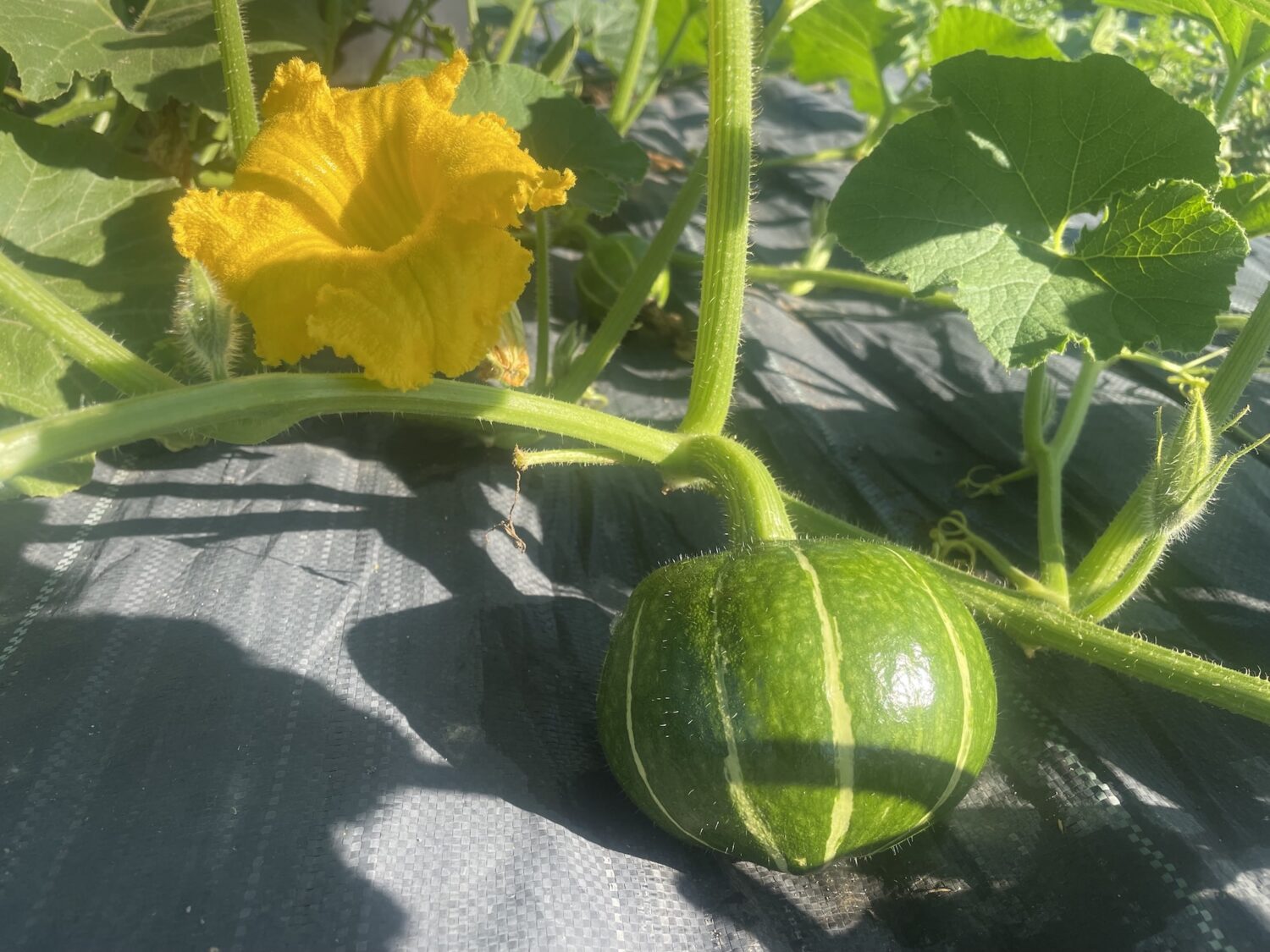 flowering squash - Knuckle Down Transmission