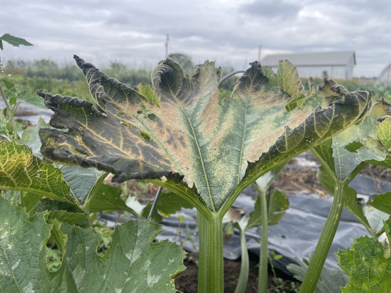 frost damage - First Frost