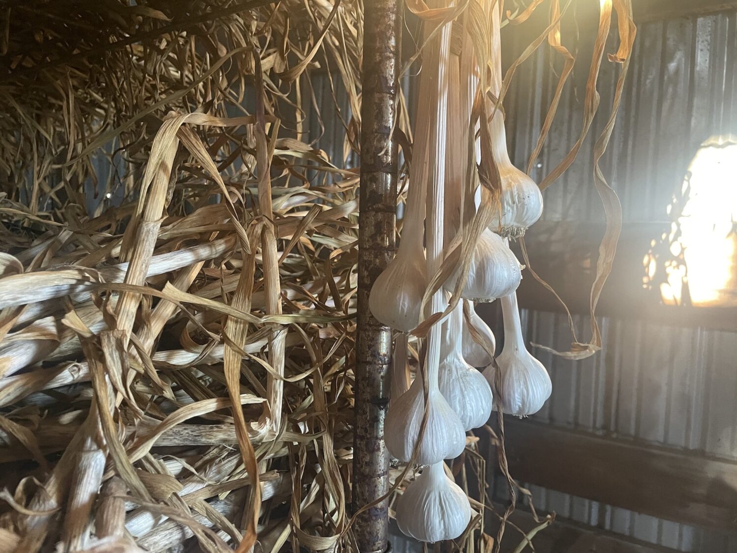 garlic hanging in the sun - Can the CBC Keep the Corn Thieves Away?