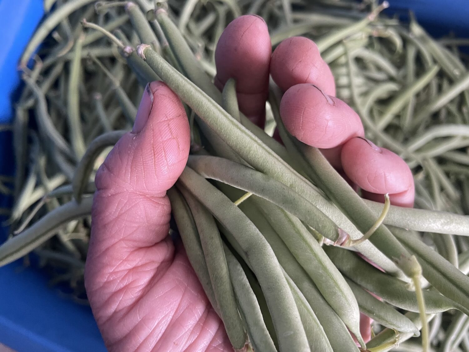 has beans - First Frost