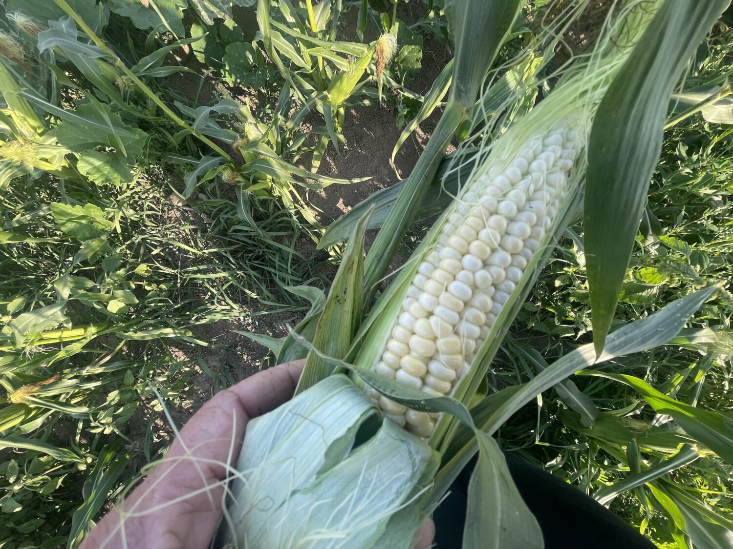 kernel panic - Can the CBC Keep the Corn Thieves Away?