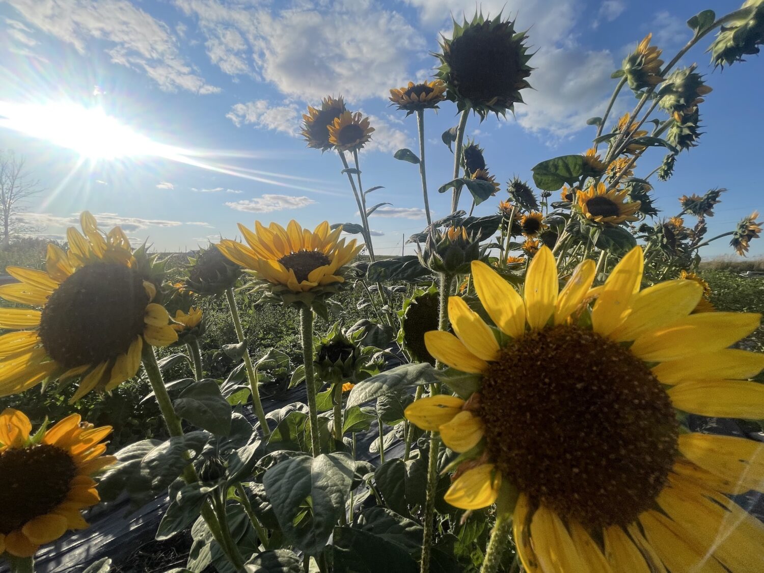 sunflowers - Can the CBC Keep the Corn Thieves Away?
