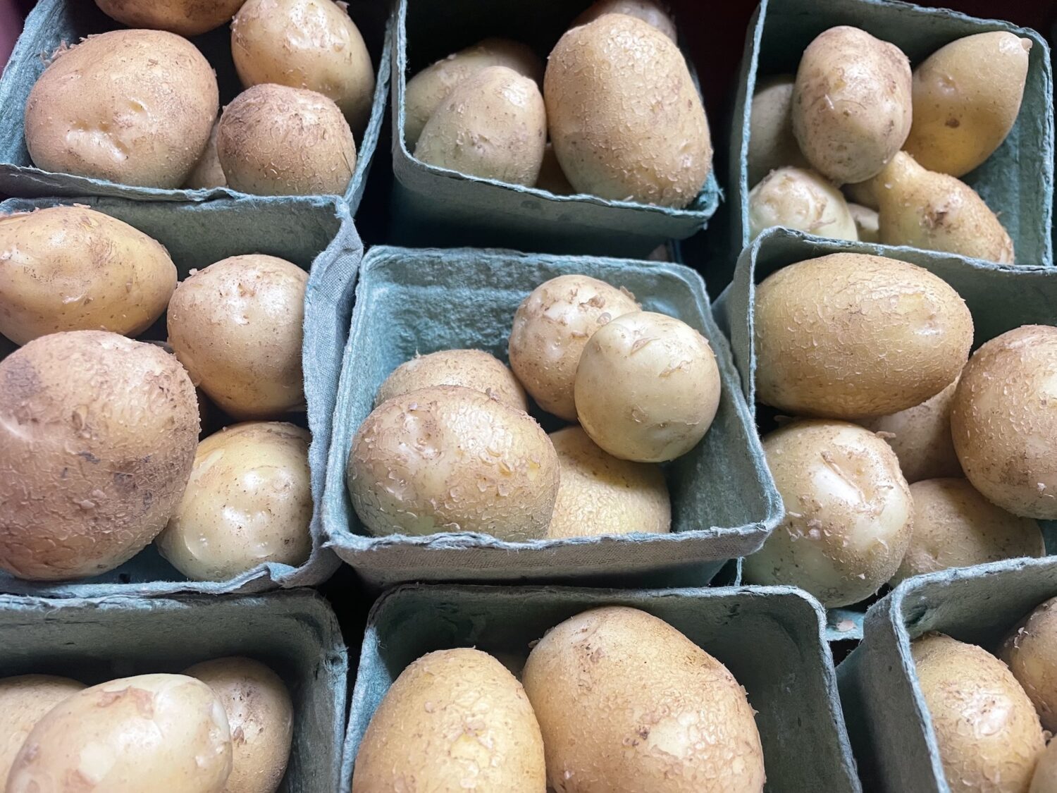 taters - Can the CBC Keep the Corn Thieves Away?