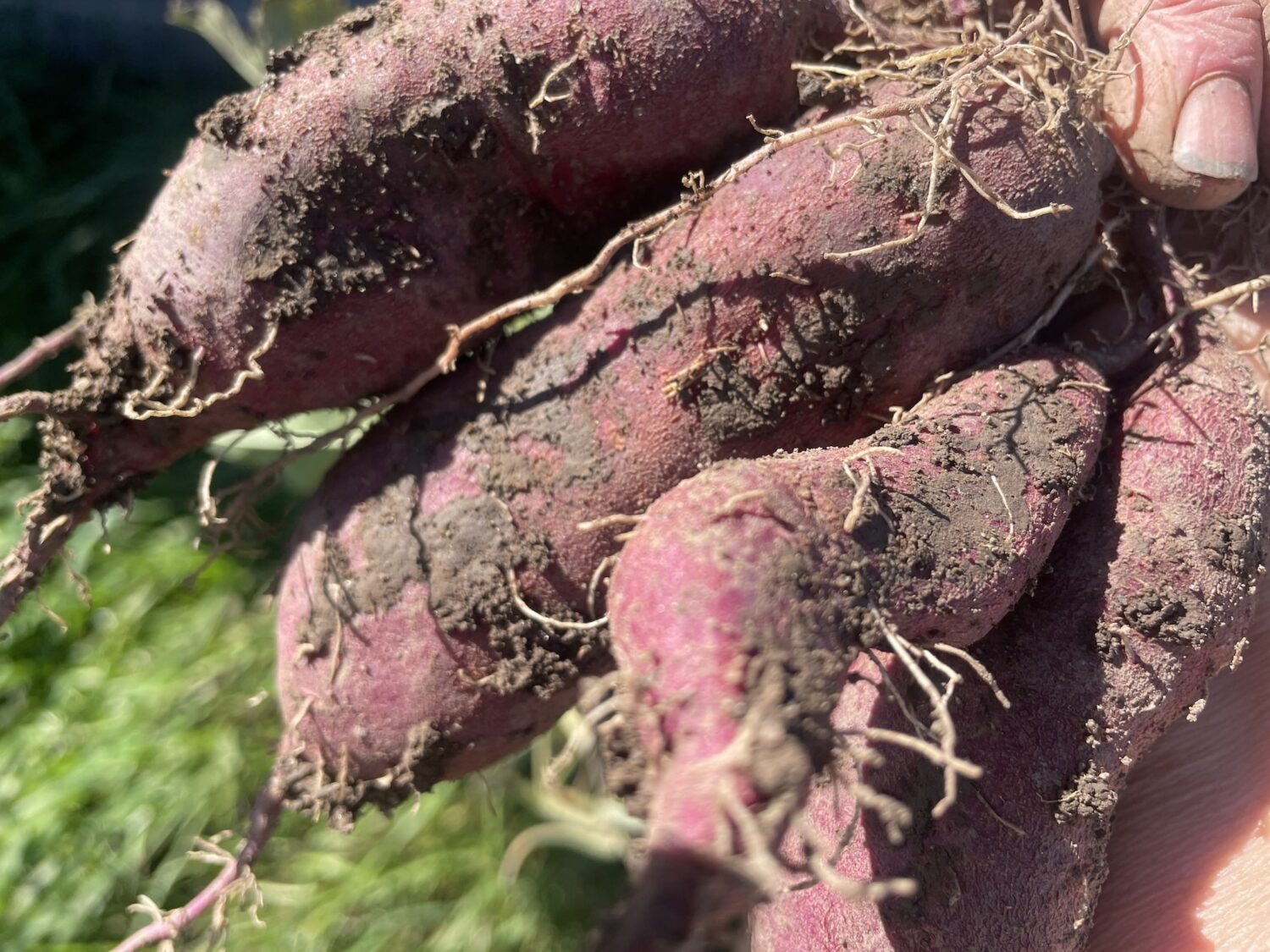 tubers - Almost Octuber*