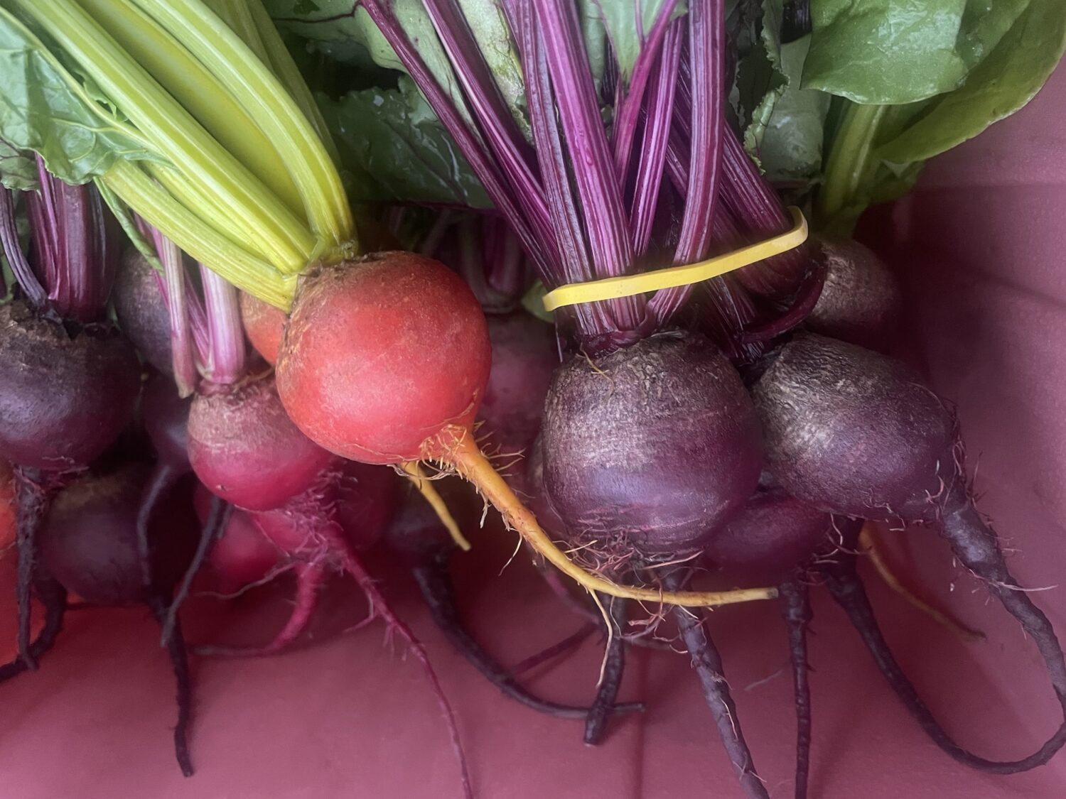 beet - Pumpkin Season!