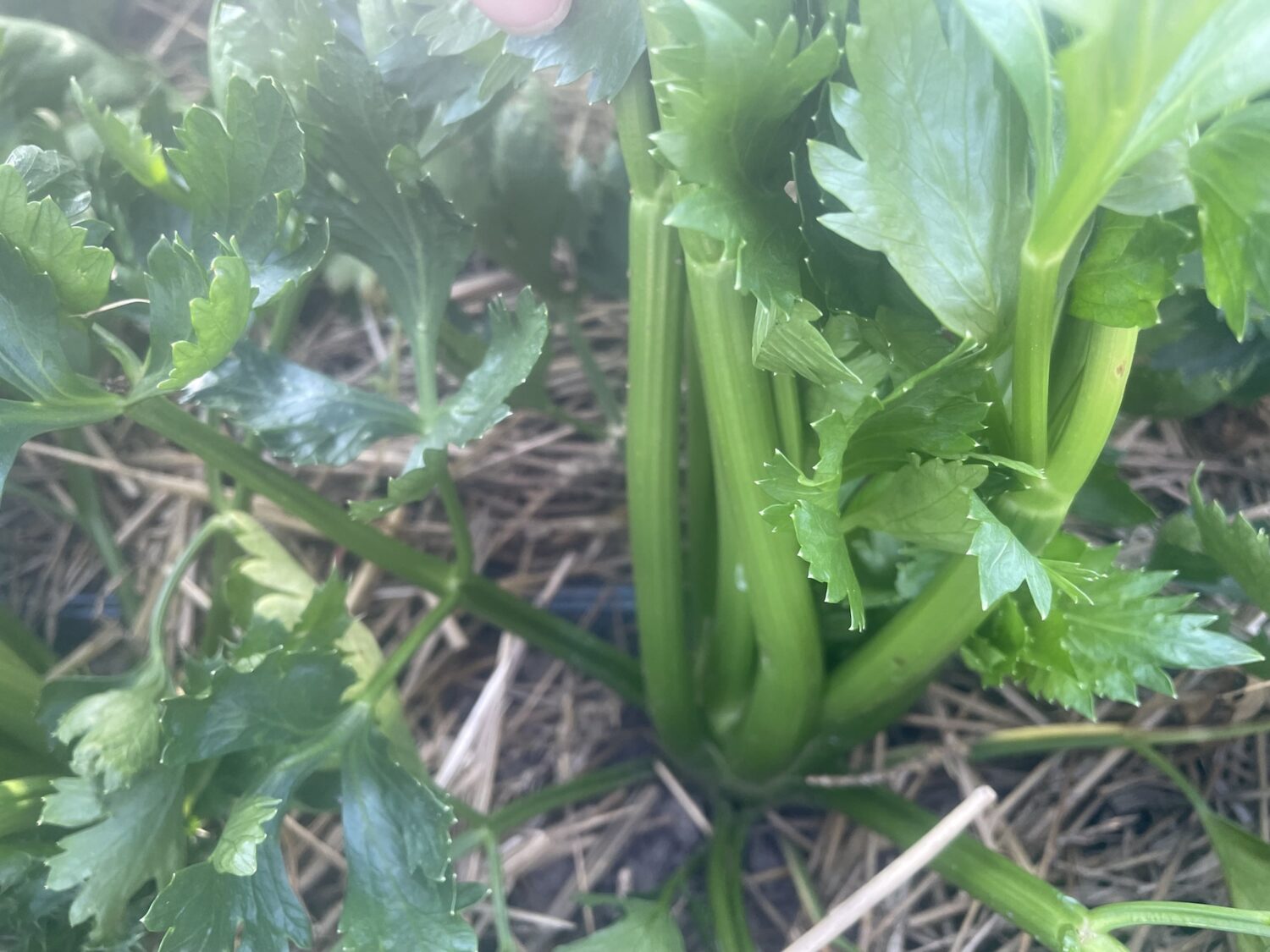 celery - Pumpkin Season!