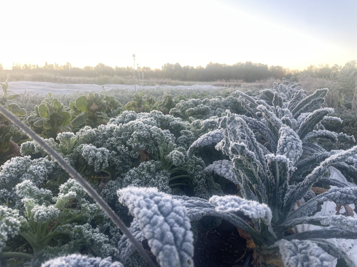 frosty kale - Frosty Kale, Cat for Scale, Turkey Tale