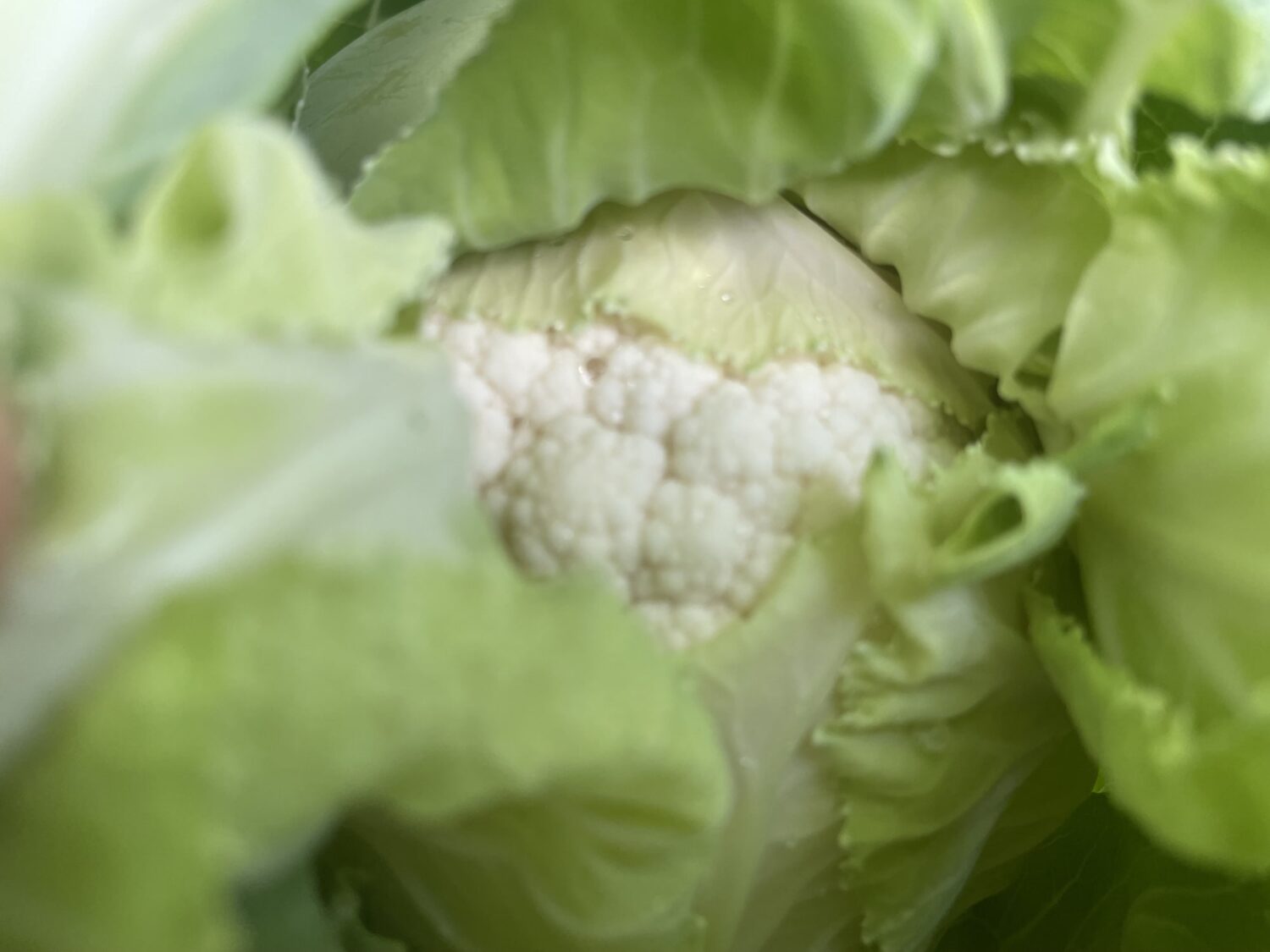 is this cauliflower - Late Season Rain and one final planting