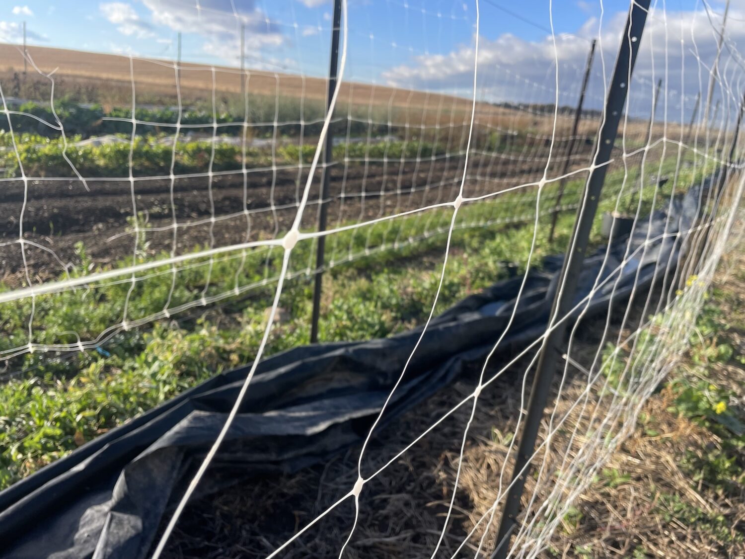 plastic - Late Season Rain and one final planting