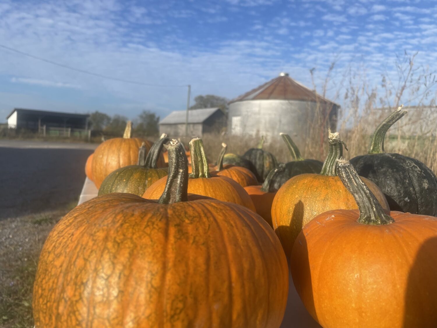 pumpinks - Pumpkin Season!