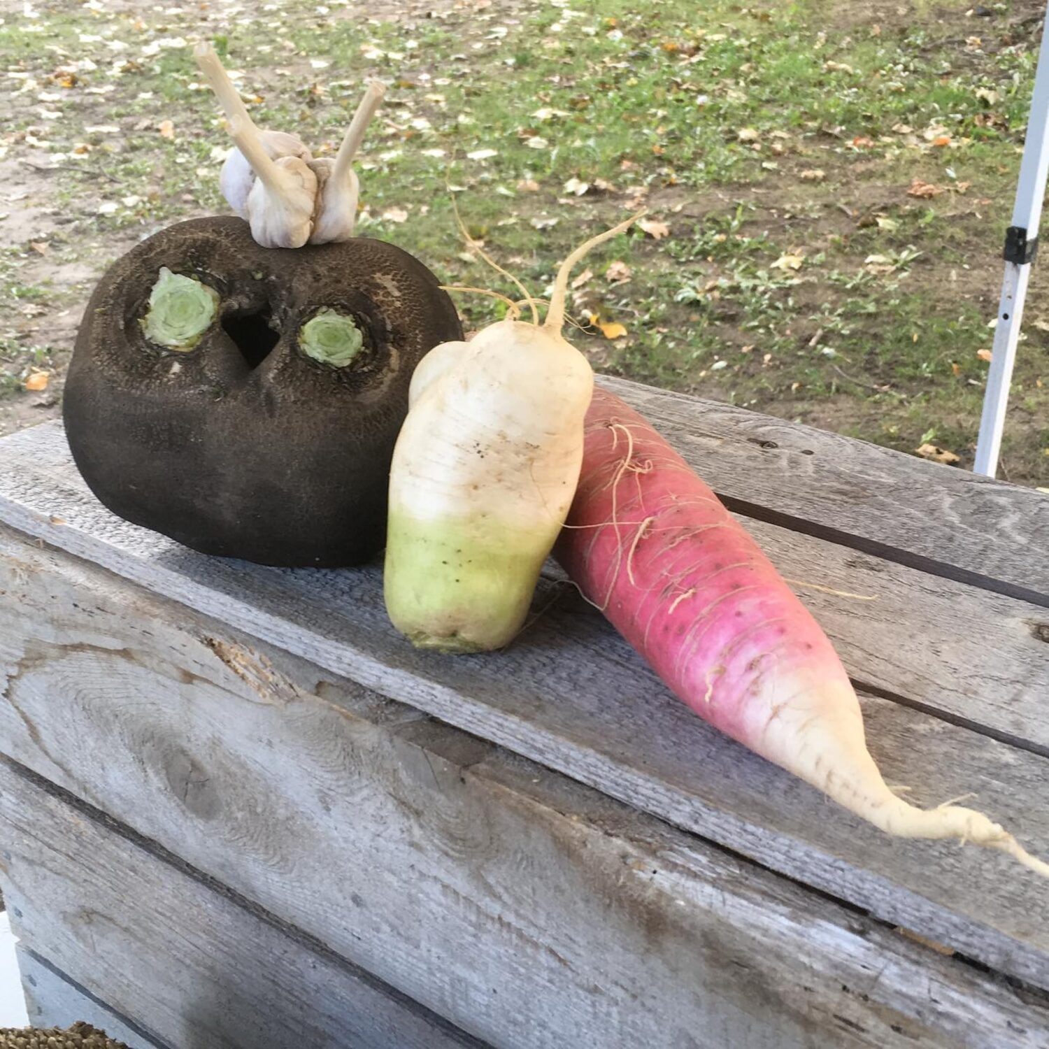radish friends - Final CSA Harvest of the Season