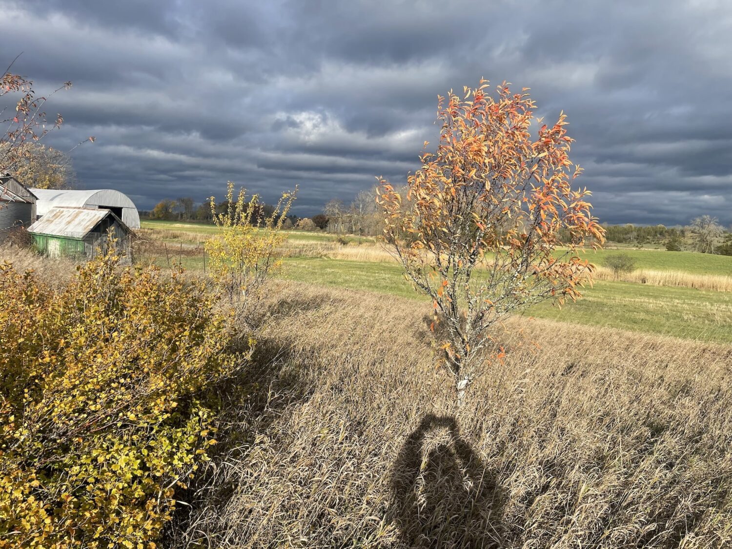 shadow of a photographer - Late Season Rain and one final planting