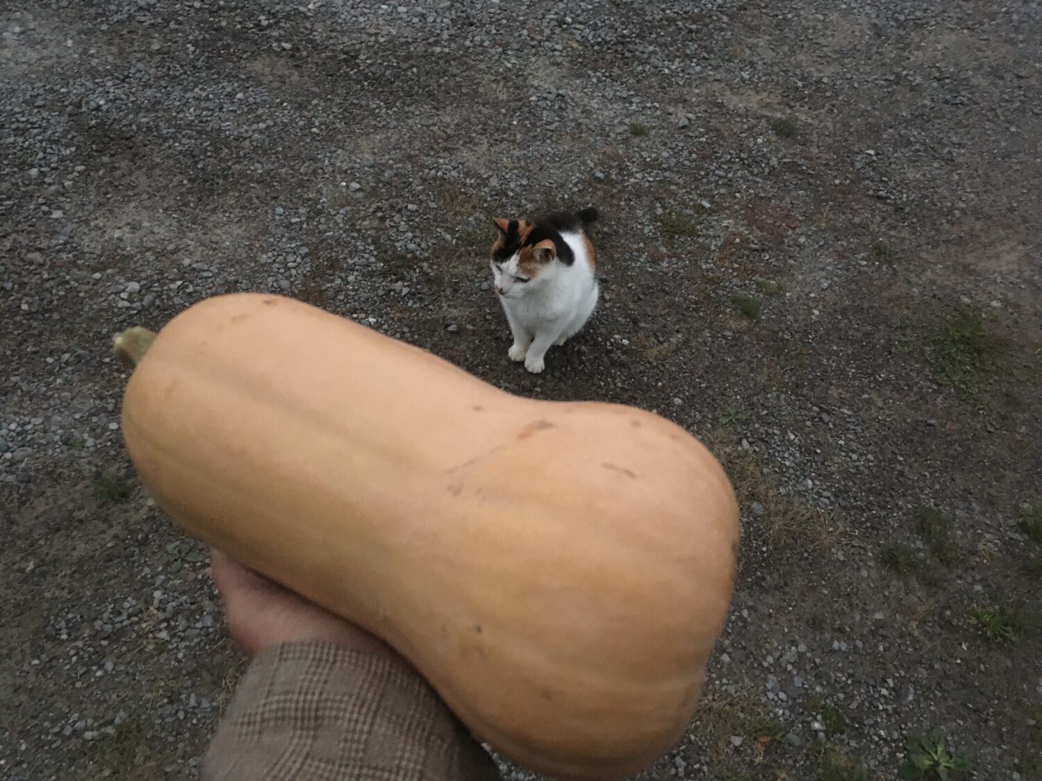 squash with cat for scale