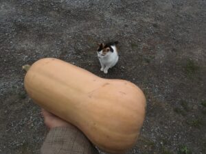 squash with cat for scale