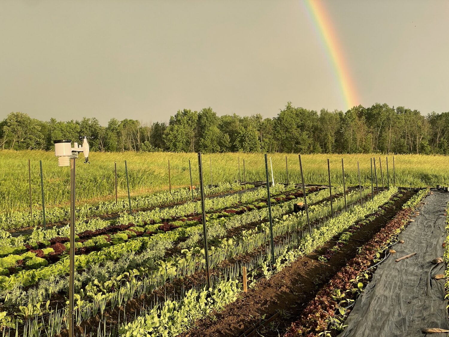 Rainbow in the garden - Summer CSA Starts This Week + Double Rainbow! 🌈🌈