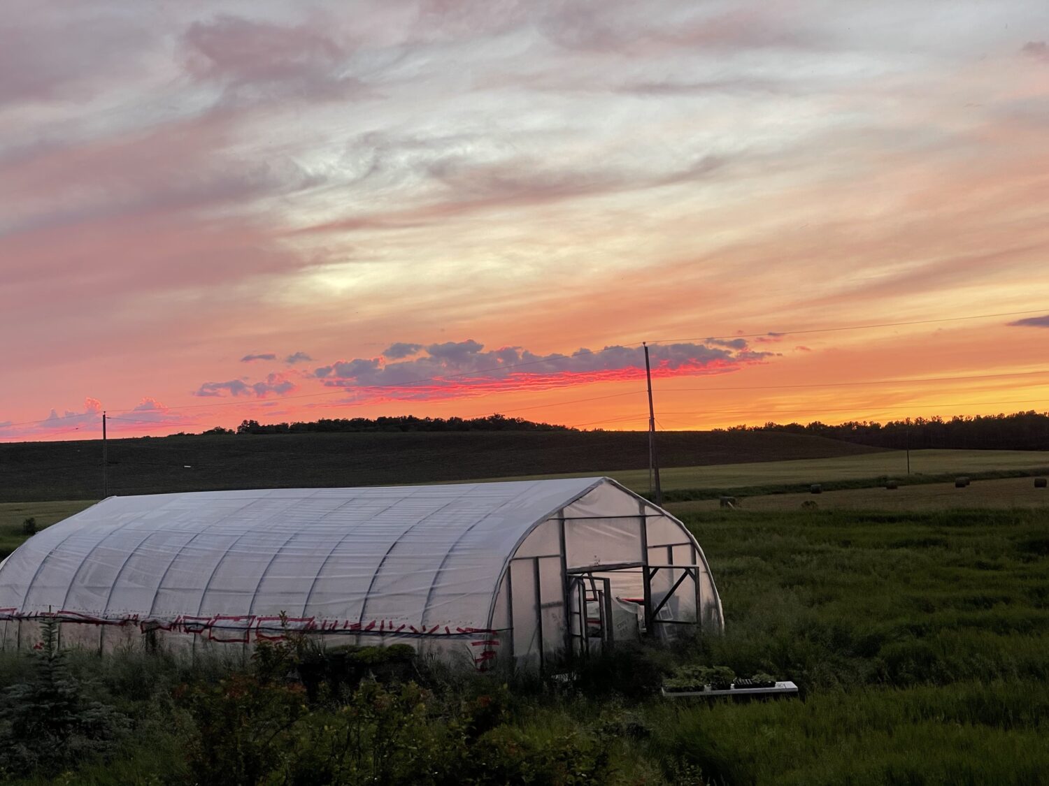another greenhouse sunset 1 - Prognosis Hot 🔥 KNUCKLE DOWN NEWS