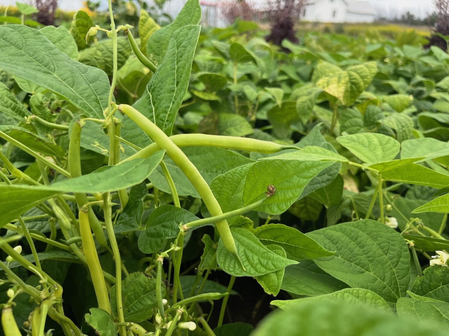 beans - Join the Feast: Fall Harvest CSA Sampler Sign-up Open
