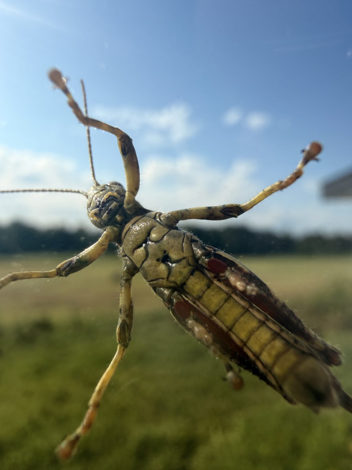 big bug - Radishes and Rain
