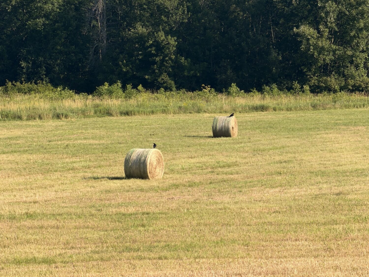 birds on bales - Radishes and Rain
