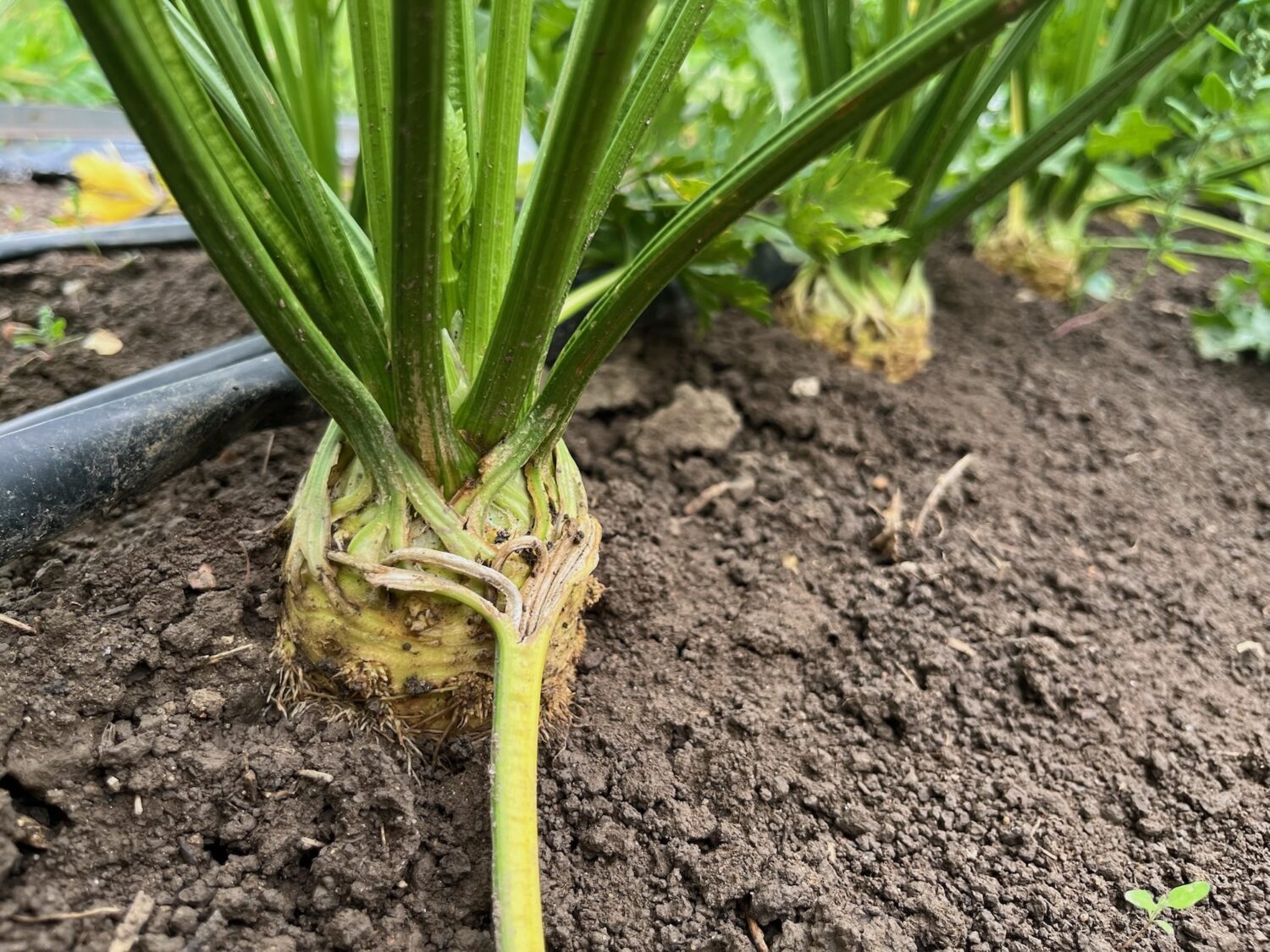 celeriac - Join the Feast: Fall Harvest CSA Sampler Sign-up Open
