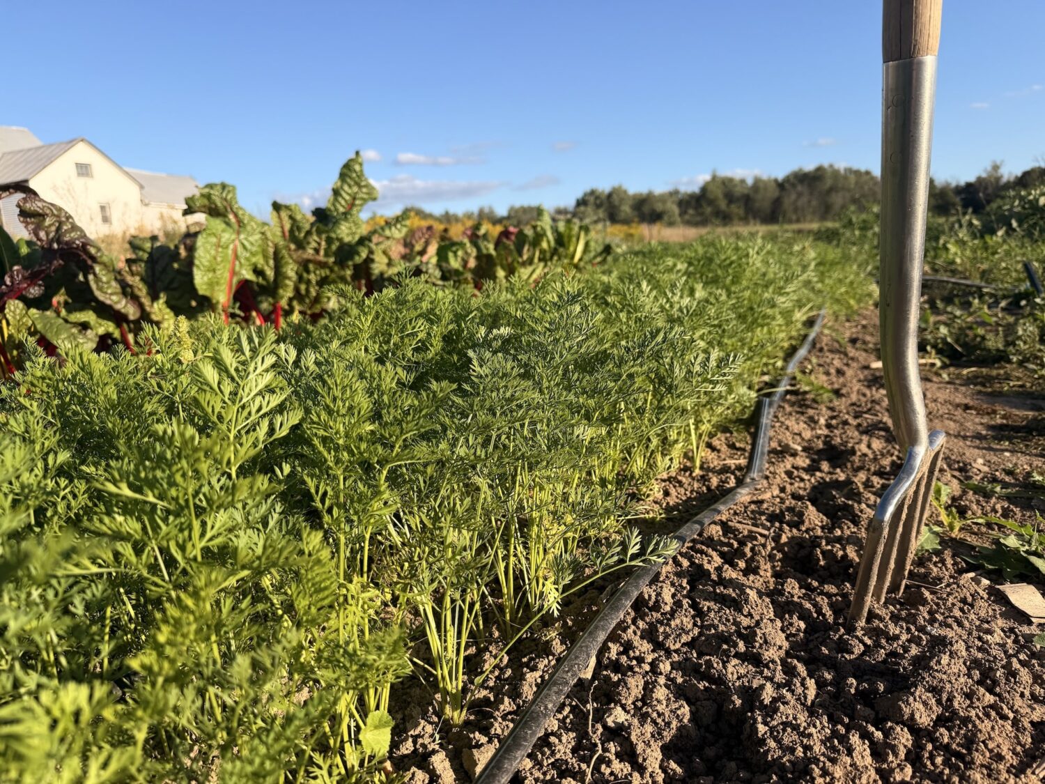 fork - Move over pumpkins, arugula and radish are the true fall spices!