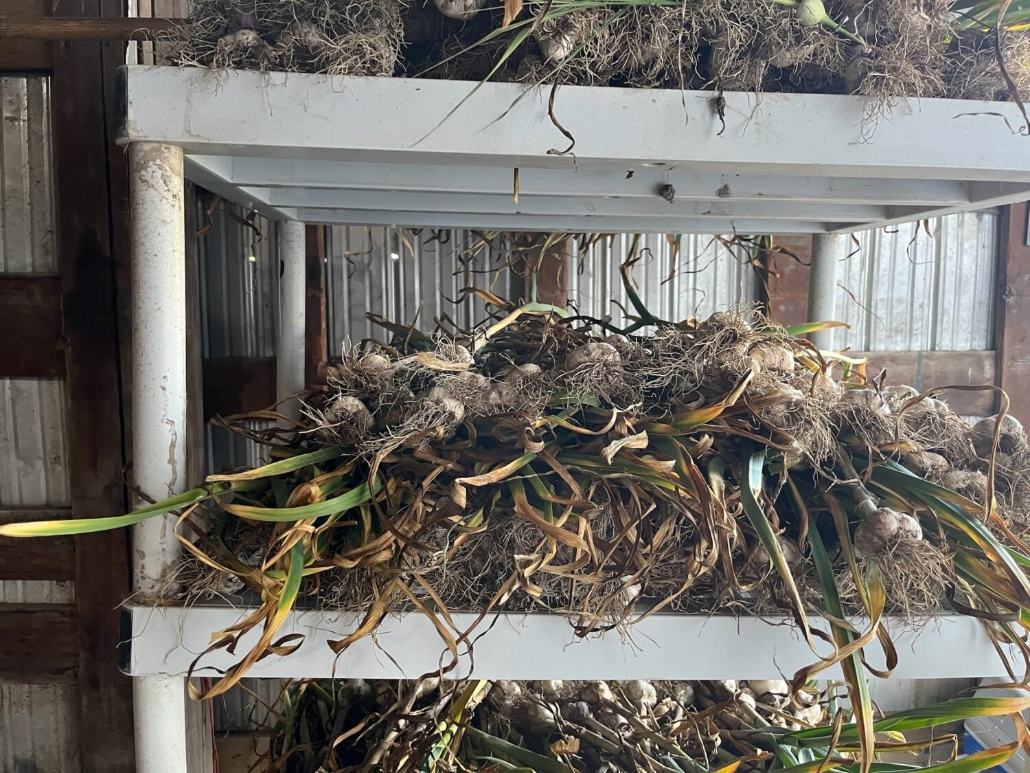 garlic pile - Intense heat, toxic air, and market tornado warnings (but not for me, I was on vacation)